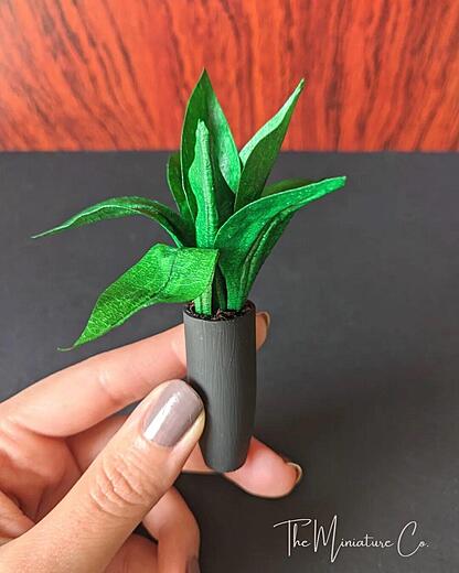 Indoor Plant
